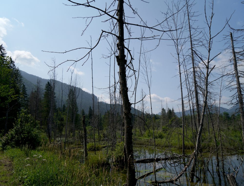Bild eines Waldes, der durch die Klimakrise geschädigt ist.
